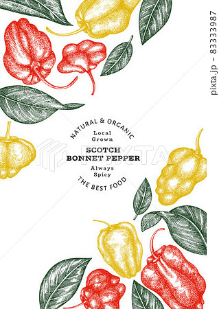 Hand drawn sketch style scotch bonnet pepper banner. Organic fresh vegetable vector illustration. Retro cayenne pepper design template Hand drawn sketch style scotch bonnet pepper banner. Organic fresh vegetable vector illustration. Retro cayenne pepper design template 83333987