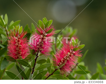 真っ赤なブラシノキ 83334008