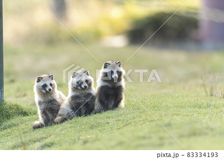 タヌキ タヌキ 83334193