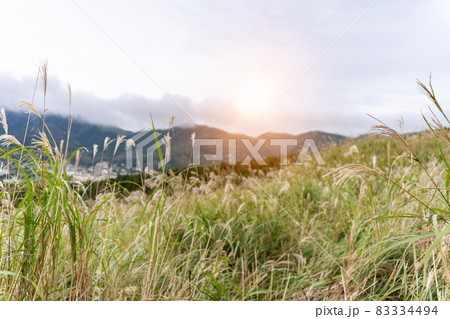 ススキの野原　箱根仙石原 83334494