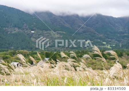 ススキの野原　箱根仙石原 83334500