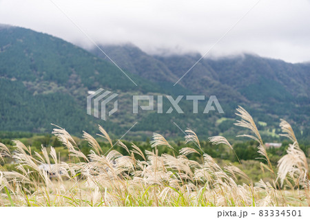 ススキの野原　箱根仙石原 83334501