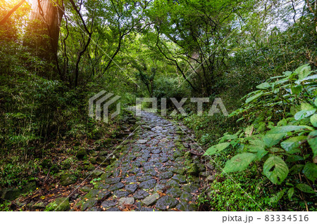 石畳の街道　箱根旧街道 83334516