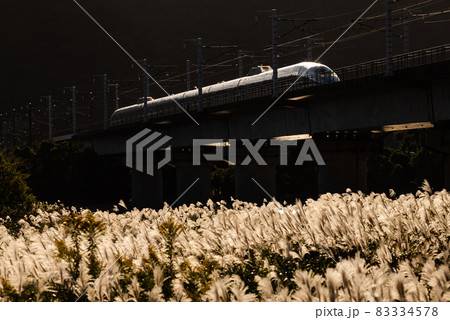 夕日に照らされる新幹線500系　ススキのある風景 83334578