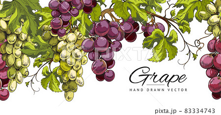 Banner background with hand drawn grape bunches, sketch vector illustration. 83334743