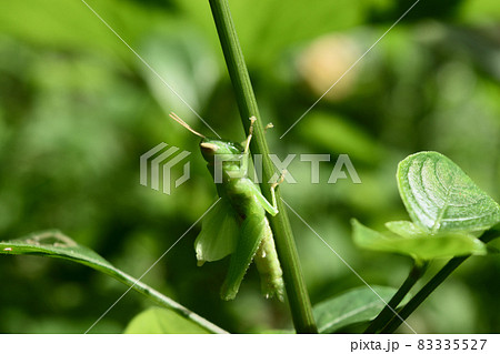 Grasshopper on tree with natural green background, Insect pests in tropical areas Grasshopper on tree with natural green background, Insect pests in tropical areas 83335527