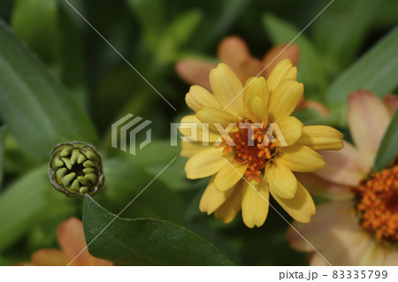 Common zinnia 83335799
