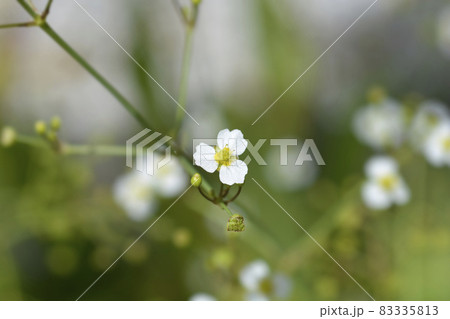 Lance-leaved water plantain Lance-leaved water plantain 83335813