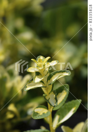 Wintercreeper Blondy Wintercreeper Blondy 83335818