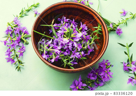 Healthful blooming sally Healthful blooming sally 83336120