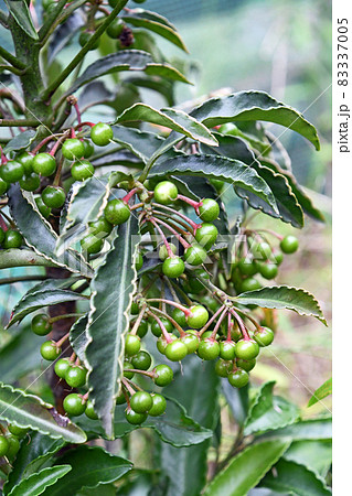 万両の若い実 83337005