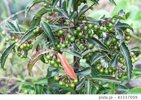 万両の若い実 83337009