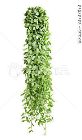Hanging indoor houseplant for garden and home decoration Hanging indoor houseplant for garden and home decoration 83337033