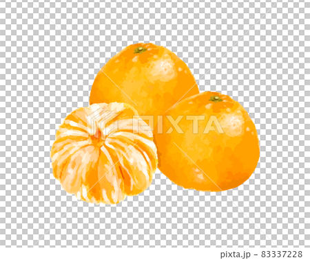 皮を剥いたみかんと普通のみかんのセット　水彩ベクターイラスト 83337228