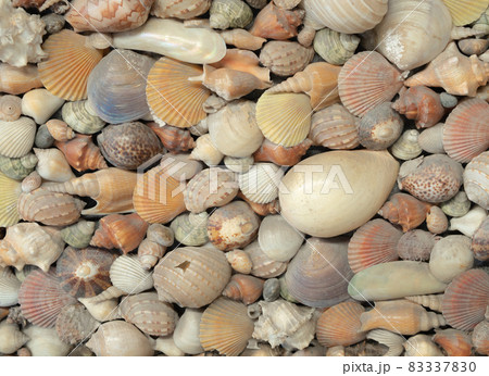 Many different beautiful sea shells background. Many different beautiful sea shells background. 83337830