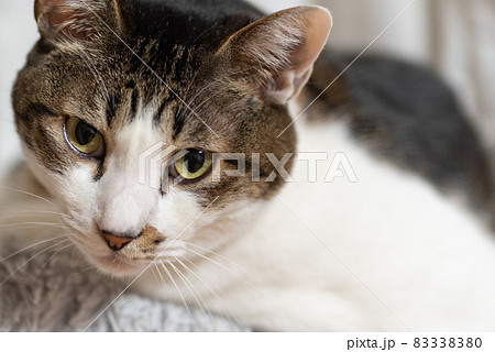 見つめる猫 キジトラ猫 見つめる猫 キジトラ猫 83338380