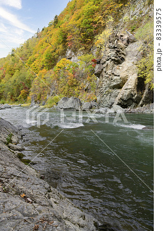 見頃を迎えた赤岩青巌峡の紅葉（北海道 占冠） 83339575