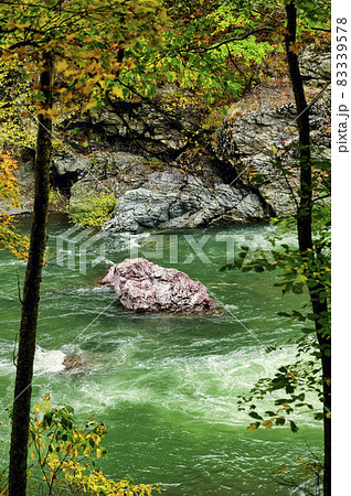 見頃を迎えた赤岩青巌峡の紅葉（北海道 占冠） 83339578