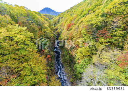 紅葉時期の裏磐梯「中津川渓谷」 中津川橋からの風景 福島県北塩原村 紅葉時期の裏磐梯「中津川渓谷」 中津川橋からの風景 福島県北塩原村 83339981