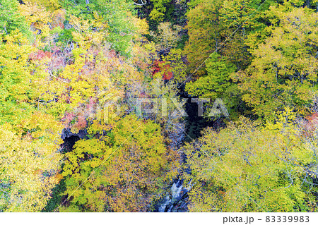 紅葉時期の裏磐梯「中津川渓谷」　中津川橋からの風景　福島県北塩原村 83339983