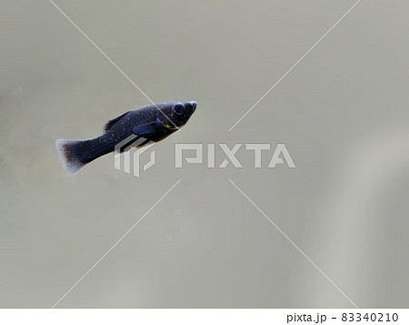 ブラックモーリー 83340210