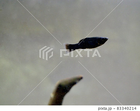 ブラックモーリー 83340214