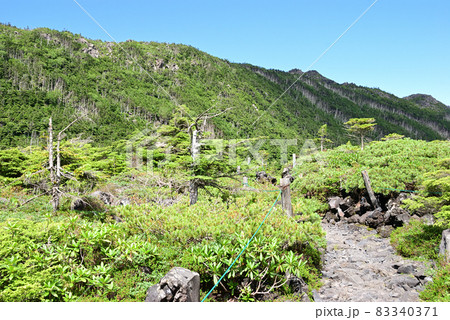 北八ヶ岳坪庭自然園散策路からの縞枯れ現象 北八ヶ岳坪庭自然園散策路からの縞枯れ現象 83340371