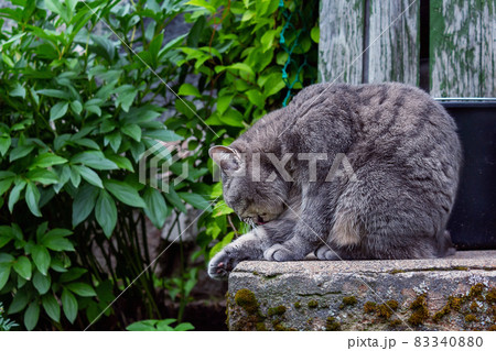 Grey old cat sitting on house's porch. Grey old cat sitting on house's porch. 83340880