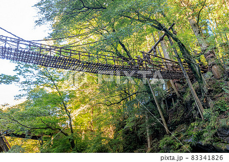 初秋の祖谷のかずら橋 徳島県三好市 初秋の祖谷のかずら橋 徳島県三好市 83341826