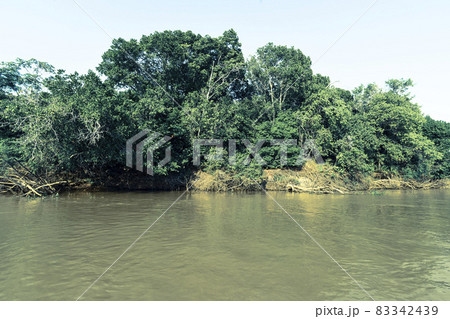 Pantanal forest ecosystem, Mato Grosso, Brazil Pantanal forest ecosystem, Mato Grosso, Brazil 83342439