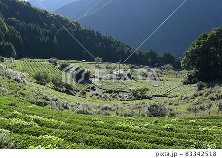 山間に広がる茶畑 山間に広がる茶畑 83342518
