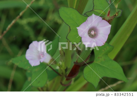 野良朝顔の一つ、星朝顔が咲き始めました。 野良朝顔の一つ、星朝顔が咲き始めました。 83342551