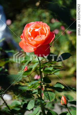 オレンジ色の秋バラの咲く風景　イメージ 83342852