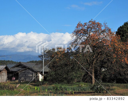 柿の木のある風景 柿の木のある風景 83342892