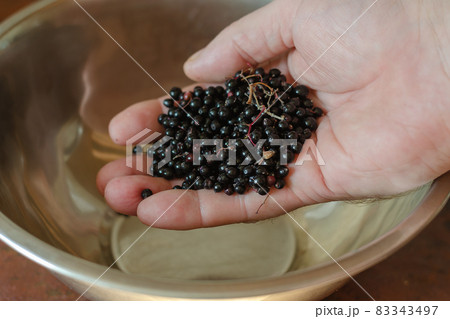 A man's hand and ripe black elderberries. Sambucus nigra in a me 83343497