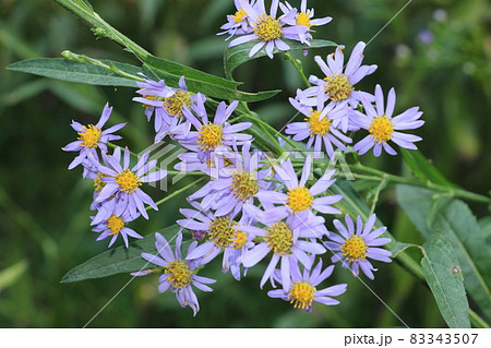 シオンの花 シオン 紫苑 オモイグサ シオンの花 シオン 紫苑 オモイグサ 83343507
