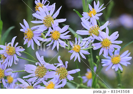 シオンの花 シオン 紫苑 オモイグサの写真素材