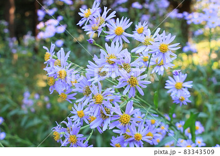 シオンの花 シオン 紫苑 オモイグサの写真素材