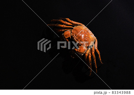 boiled Shanghai hairy crab or Chinese mitten crab (Eriocheir sinensis) with Chili and herb on black background 83343988