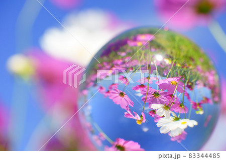ボールの中のお花畑 ボールの中のお花畑 83344485