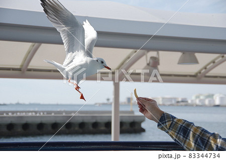 ユリカモメへの餌付け 83344734