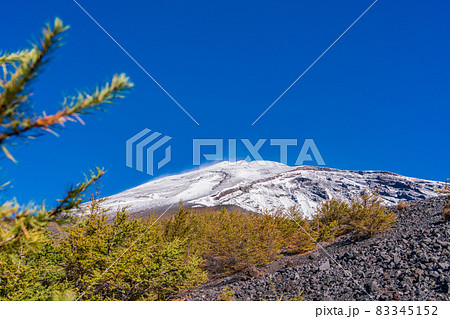 （静岡県）富士山・宝永火口・カラマツの紅葉と雪化粧した山頂 83345152