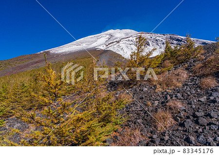 （静岡県）富士山・宝永火口・カラマツの紅葉と雪化粧した山頂 83345176