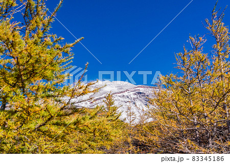 （静岡県）富士山・宝永火口・カラマツの紅葉と雪化粧した山頂 83345186