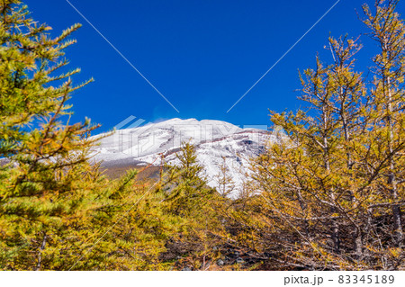（静岡県）富士山・宝永火口・カラマツの紅葉と雪化粧した山頂 83345189
