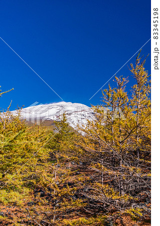 (静岡県)富士山・宝永火口・カラマツの紅葉と雪化粧した山頂 (静岡県)富士山・宝永火口・カラマツの紅葉と雪化粧した山頂 83345198