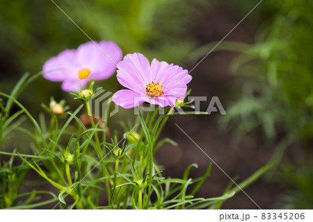コスモス コスモス 83345206