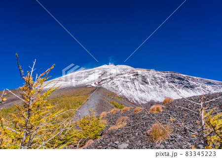 (静岡県)富士山・宝永火口・カラマツの紅葉と雪化粧した山頂 (静岡県)富士山・宝永火口・カラマツの紅葉と雪化粧した山頂 83345223