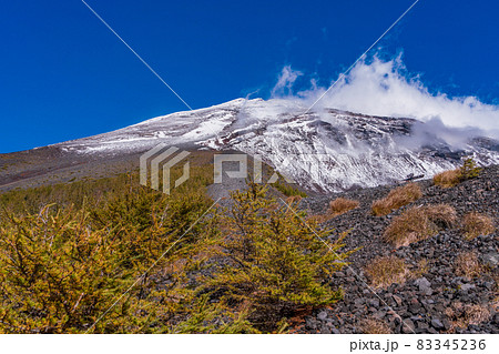 (静岡県)富士山・宝永火口・カラマツの紅葉と雪化粧した山頂 (静岡県)富士山・宝永火口・カラマツの紅葉と雪化粧した山頂 83345236