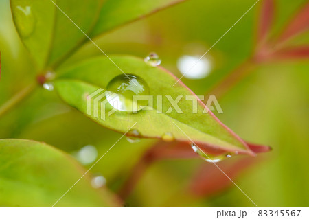 雨上がりの丸い水のしずく 雨上がりの丸い水のしずく 83345567
